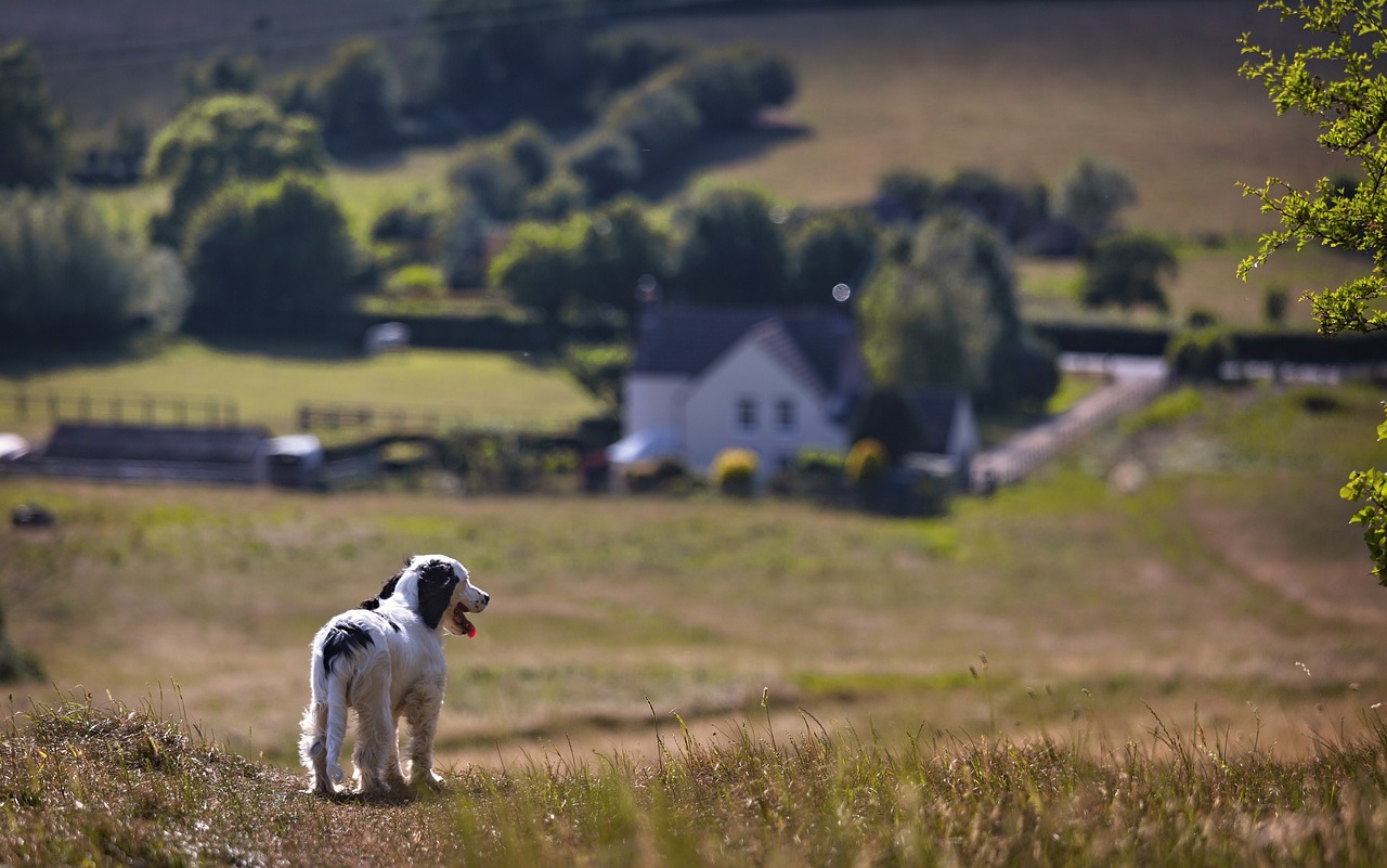 Dog Health & Nutrition – Image 4
