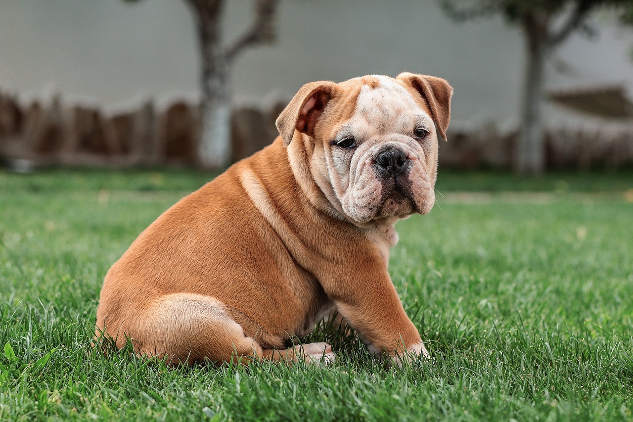 Puppy Training – Image 3