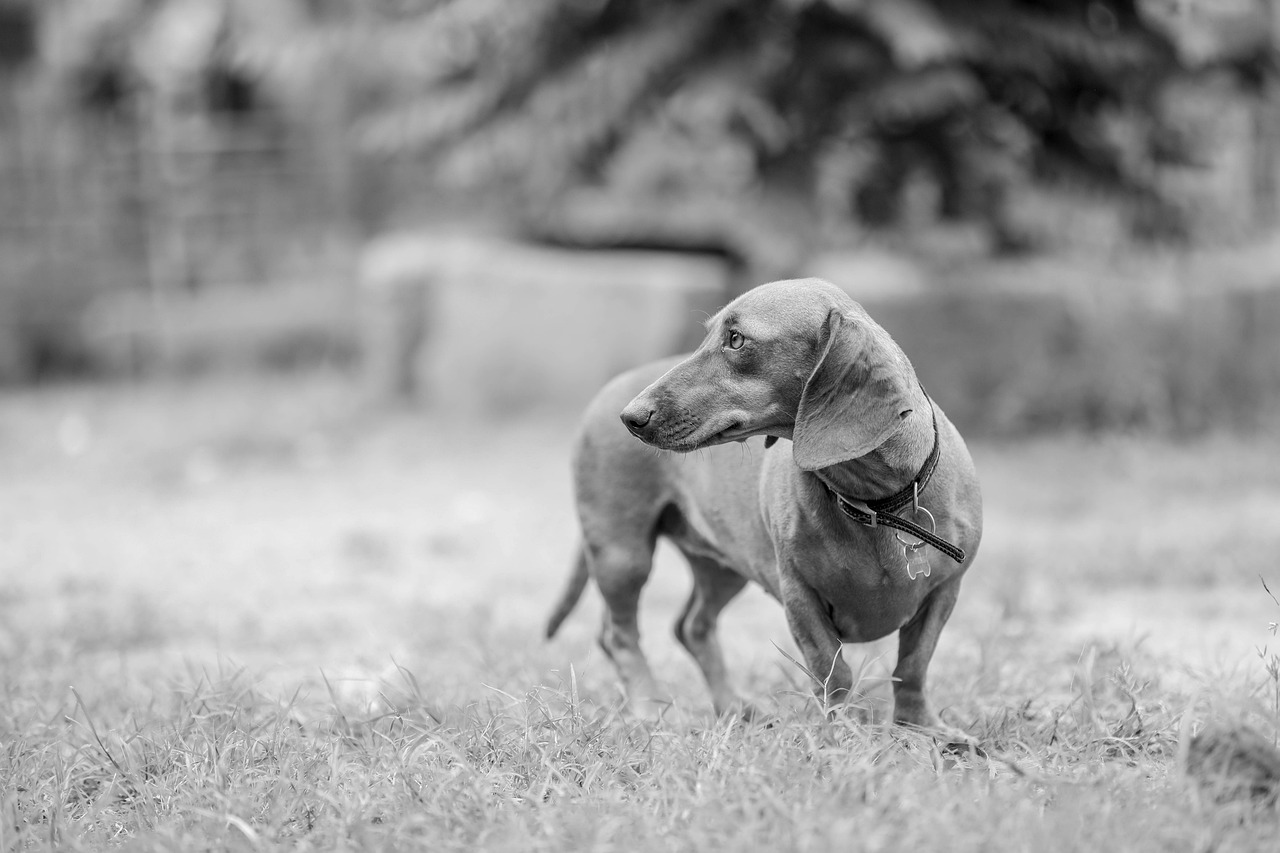 Puppy Training – Image 2