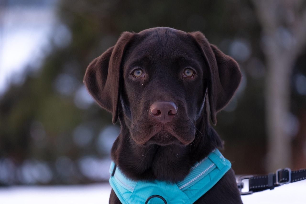 Puppy Training – Image 3