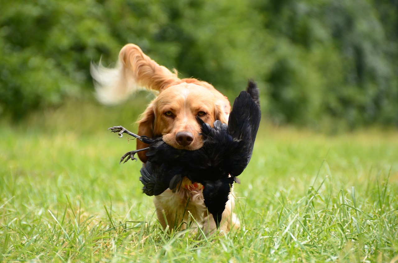 Dog Health & Nutrition – Image 4