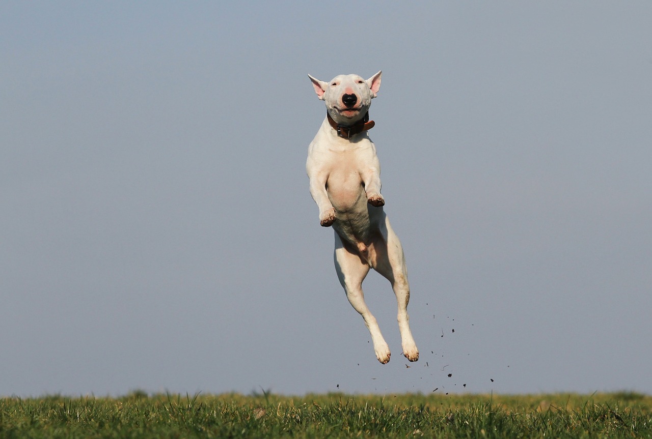 Dog Health & Nutrition – Image 4