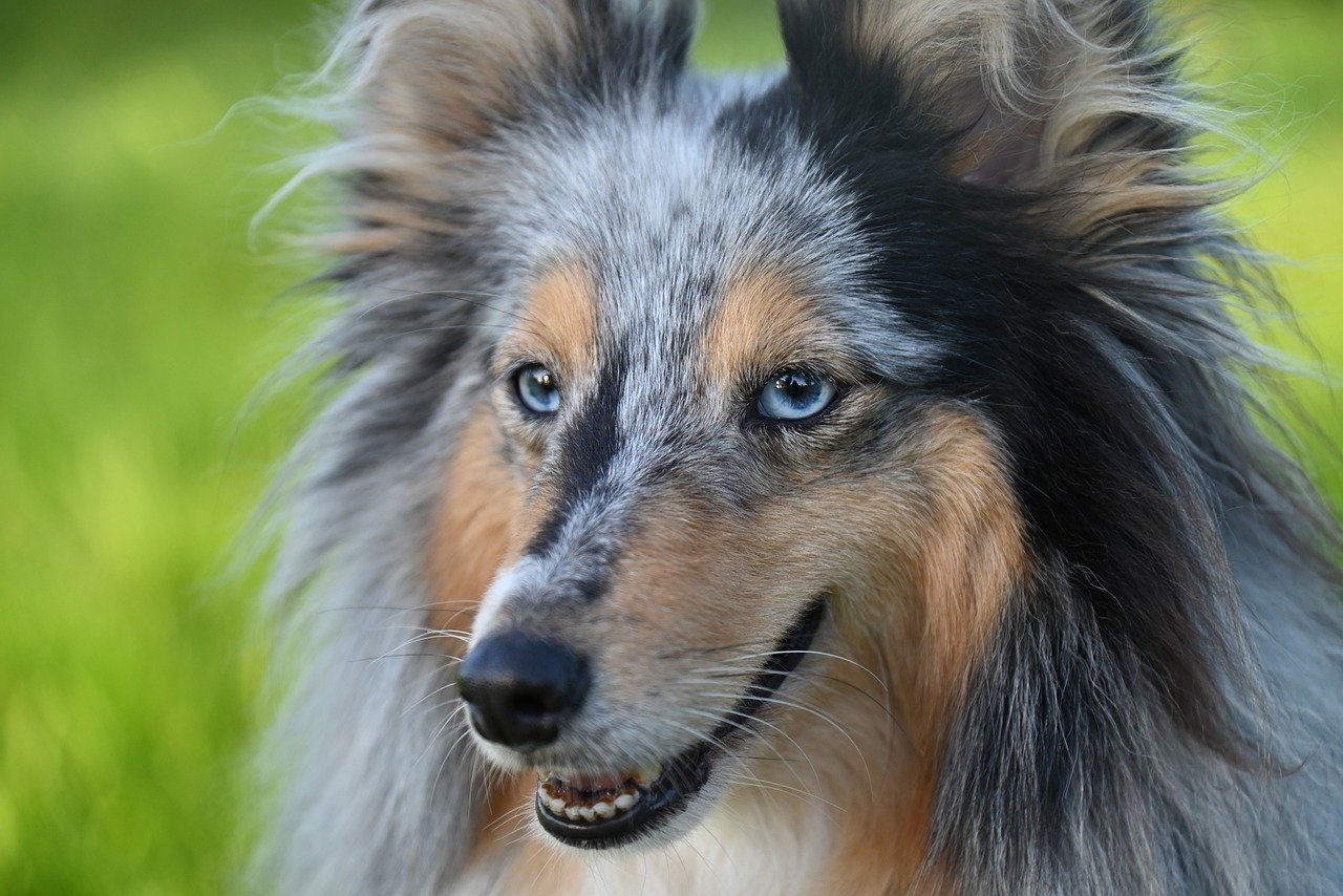 Puppy Training – Image 3