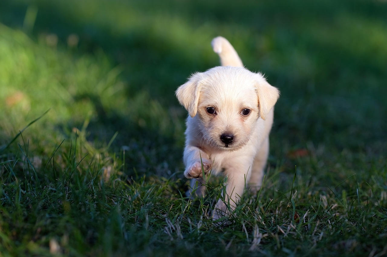 Puppy Training – Image 3