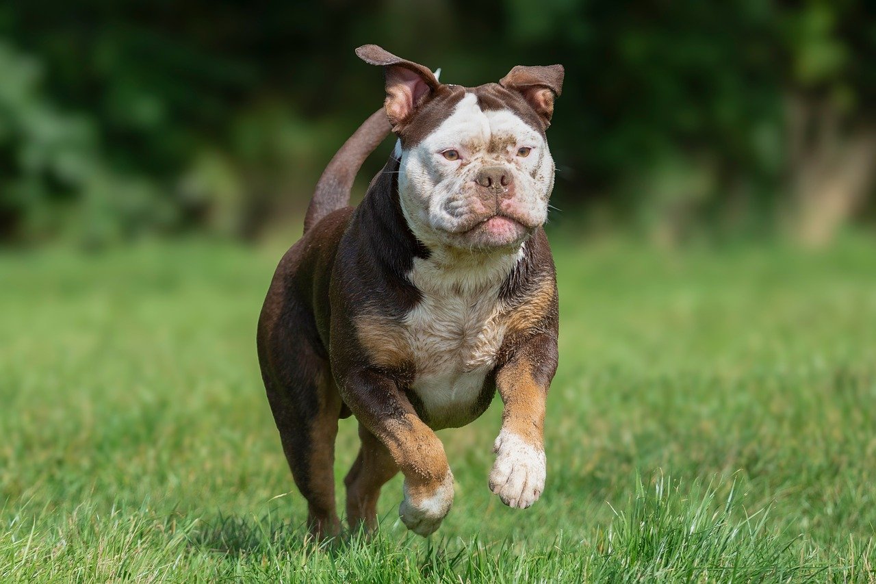 Behavioral Dog Training – Image 4