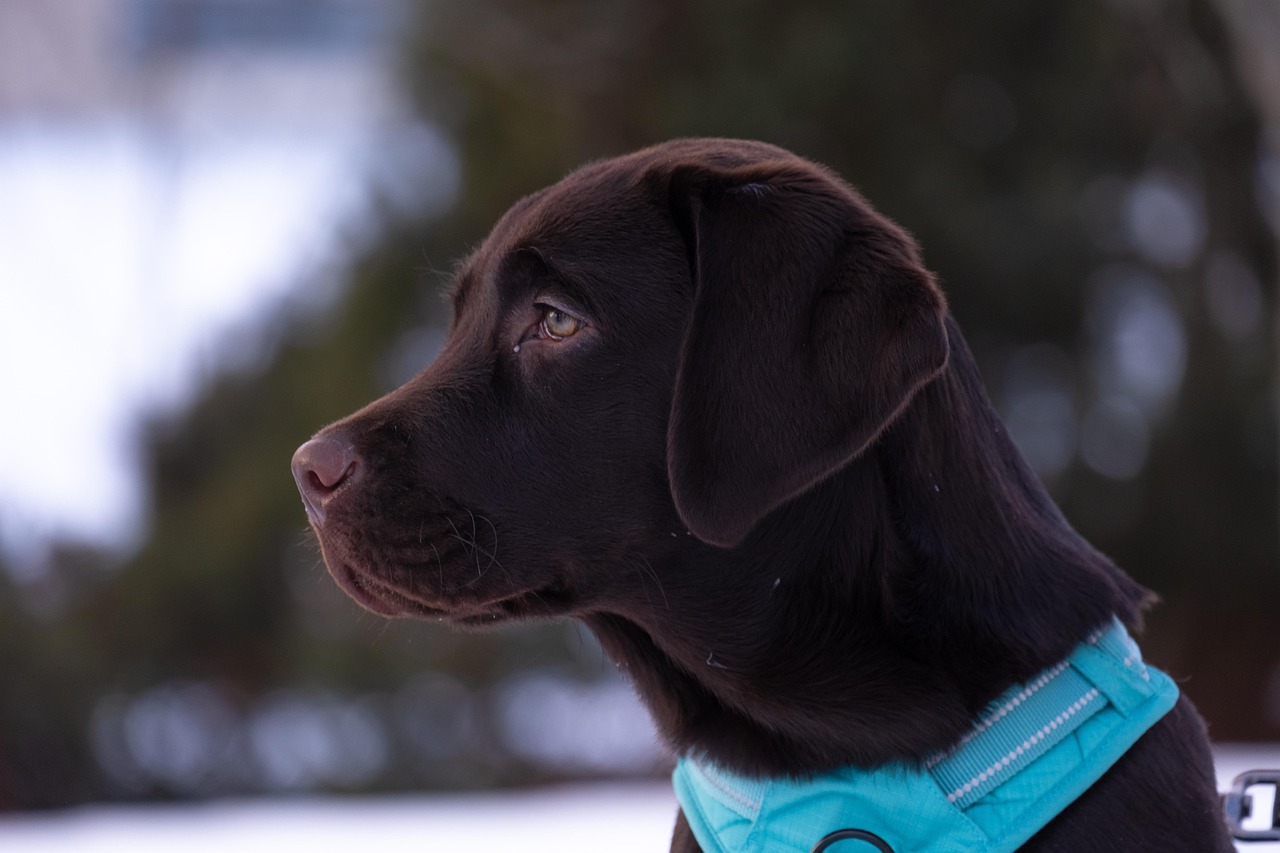 Behavioral Dog Training – Image 4