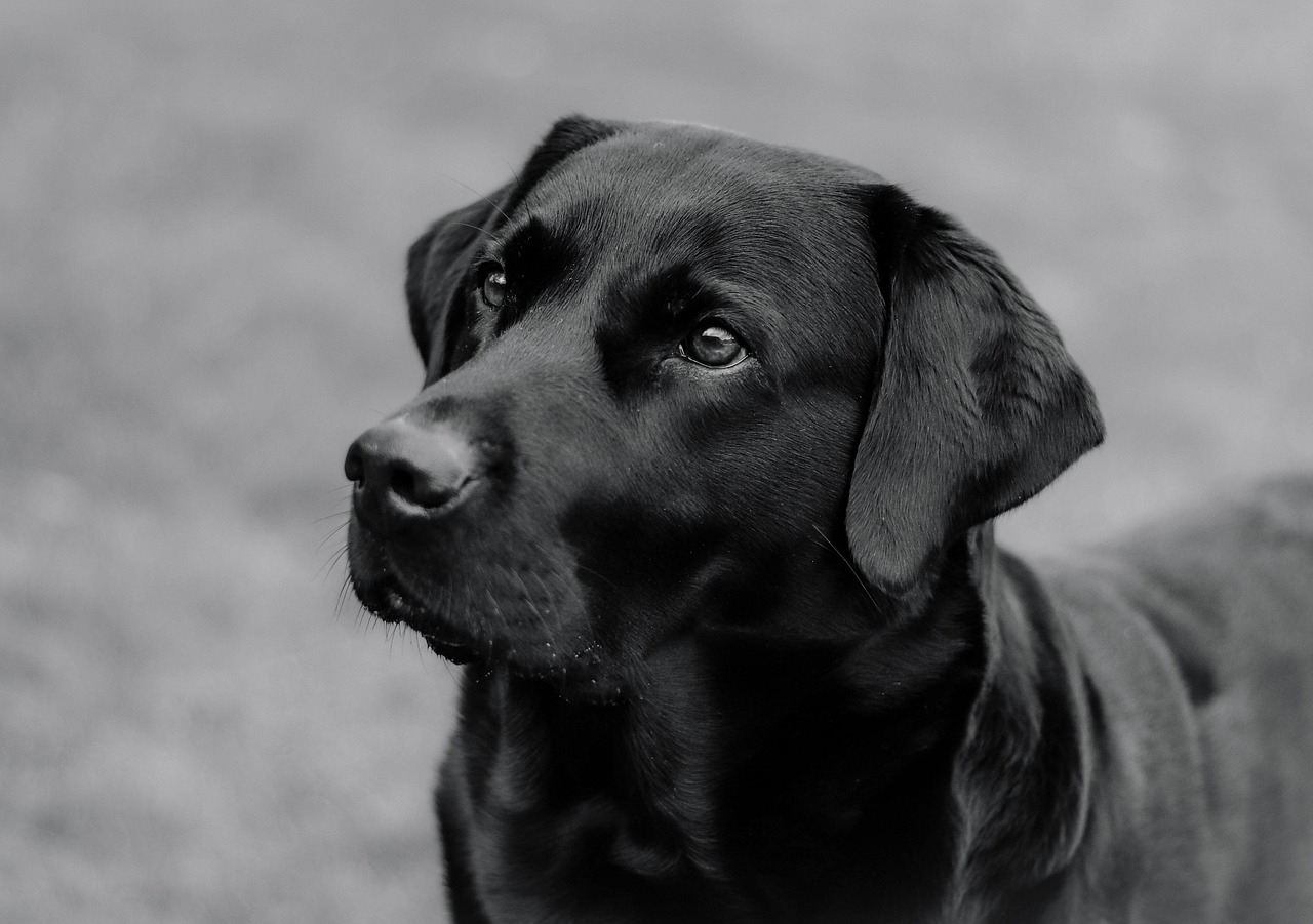 Puppy Training – Image 2