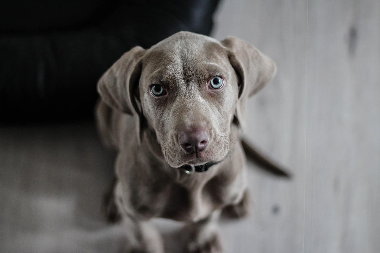 Dog Health & Nutrition – Image 4