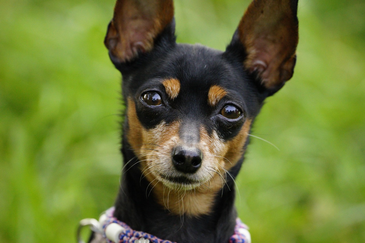 Behavioral Dog Training – Image 4