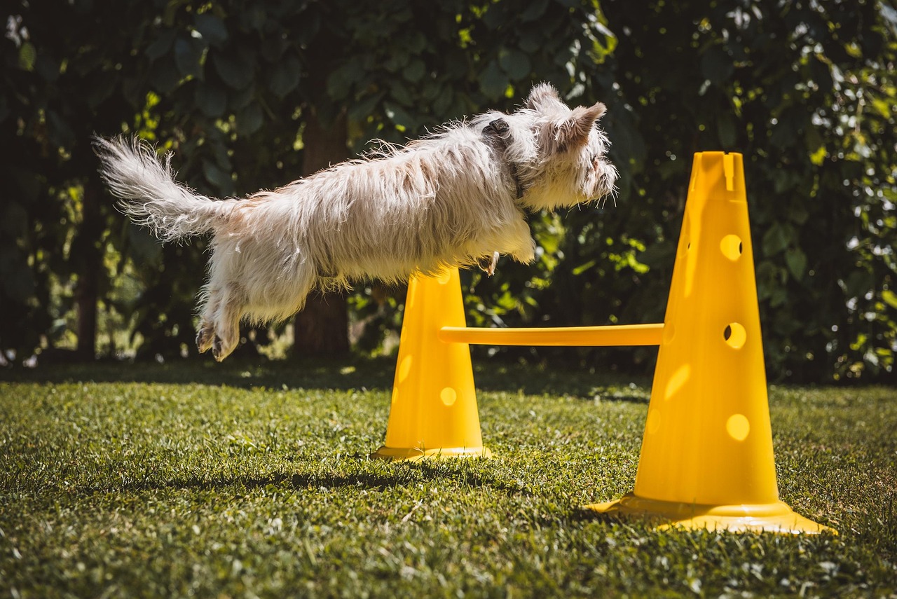 Dog Health & Nutrition – Image 3