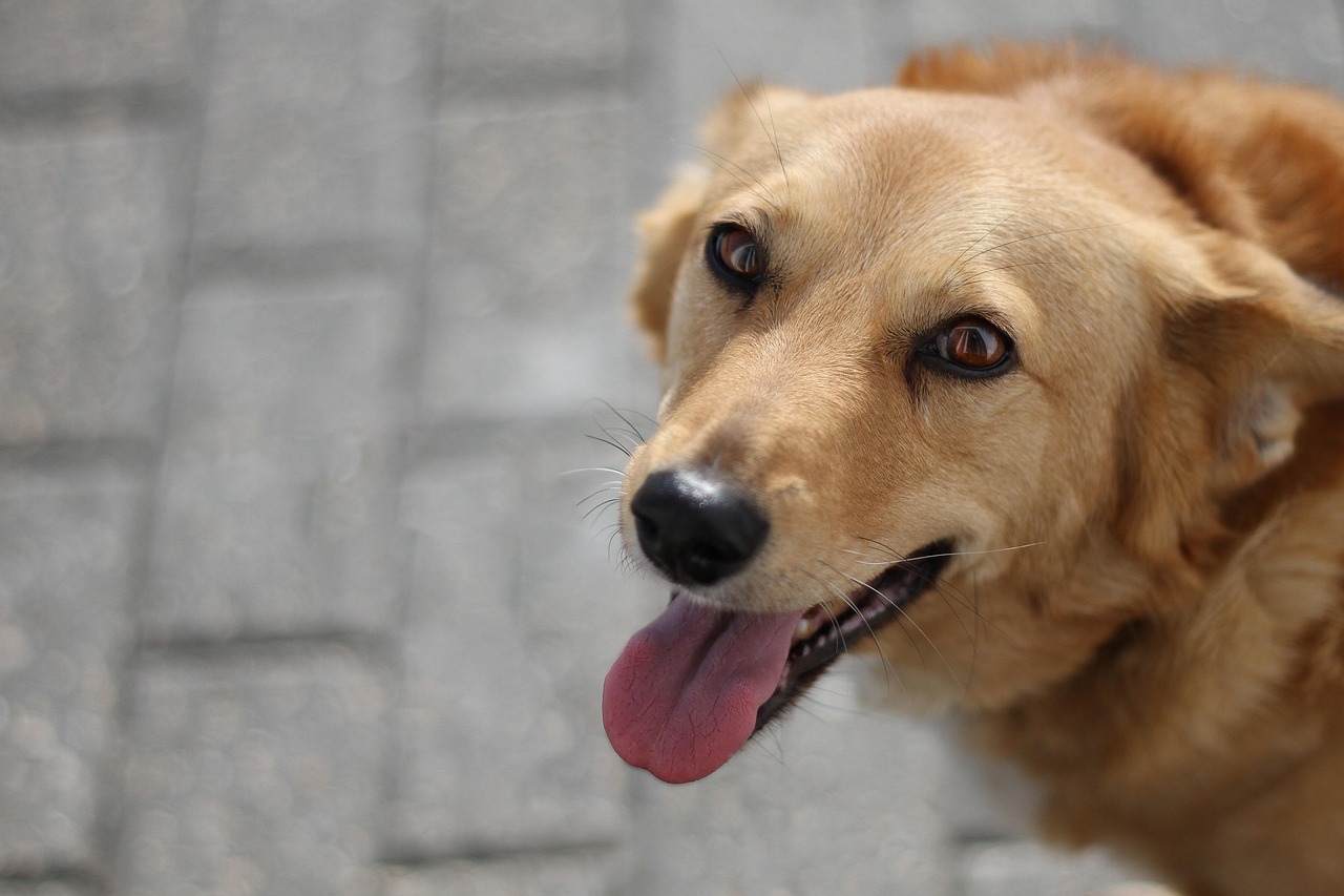 Advanced Dog Training – Image 4