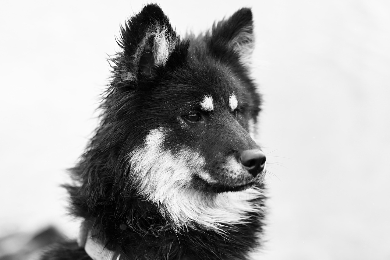 Behavioral Dog Training – Image 3