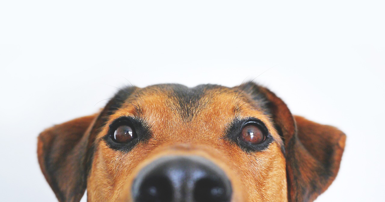 Dog Health & Nutrition – Image 2