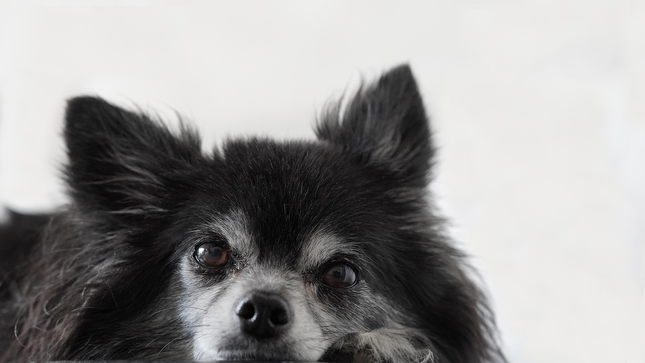 Behavioral Dog Training – Image 2