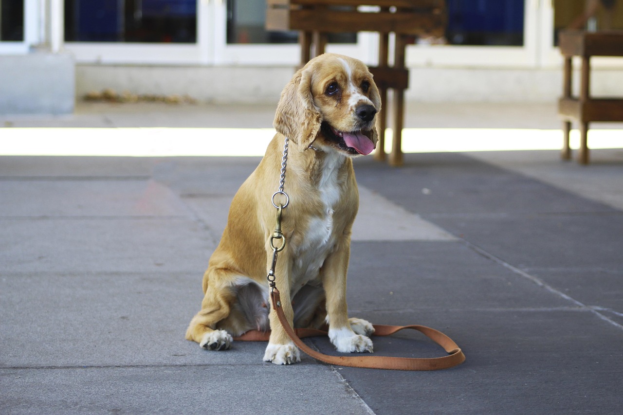 Dog Health & Nutrition – Image 3