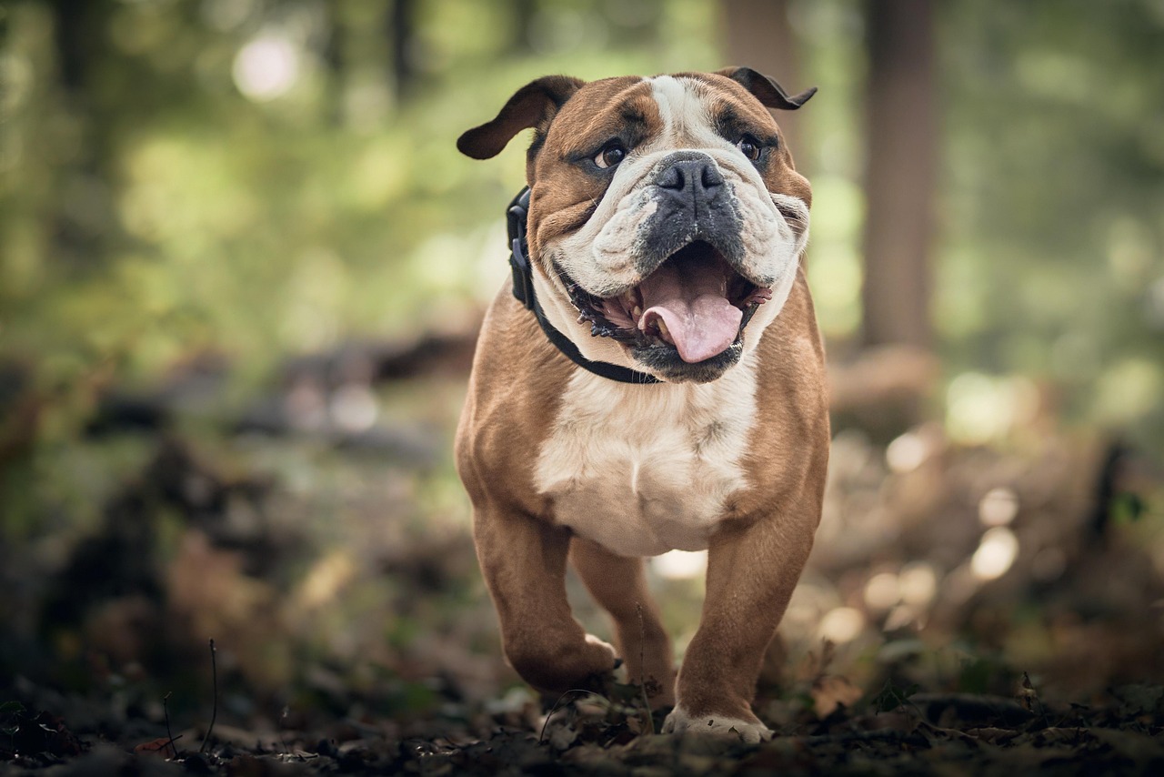 Advanced Dog Training – Image 2