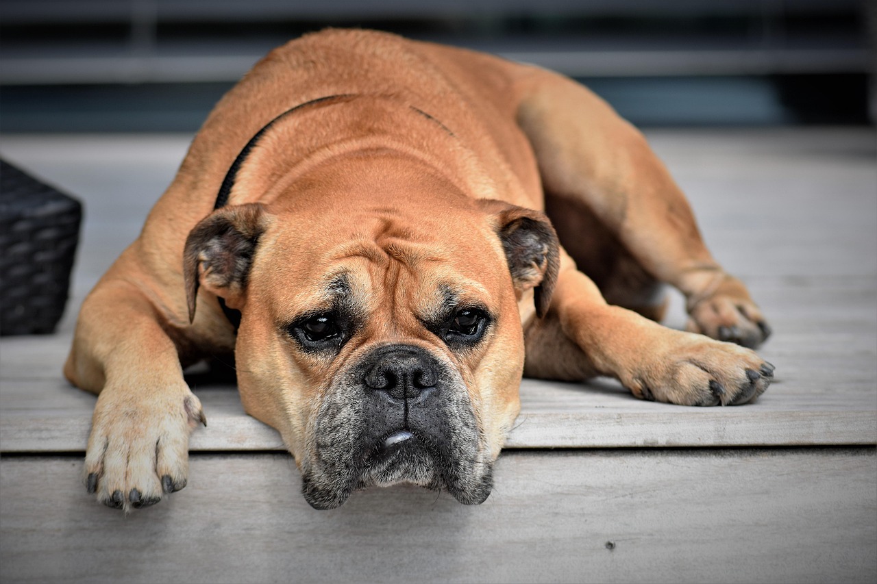 Dog Health & Nutrition – Image 3