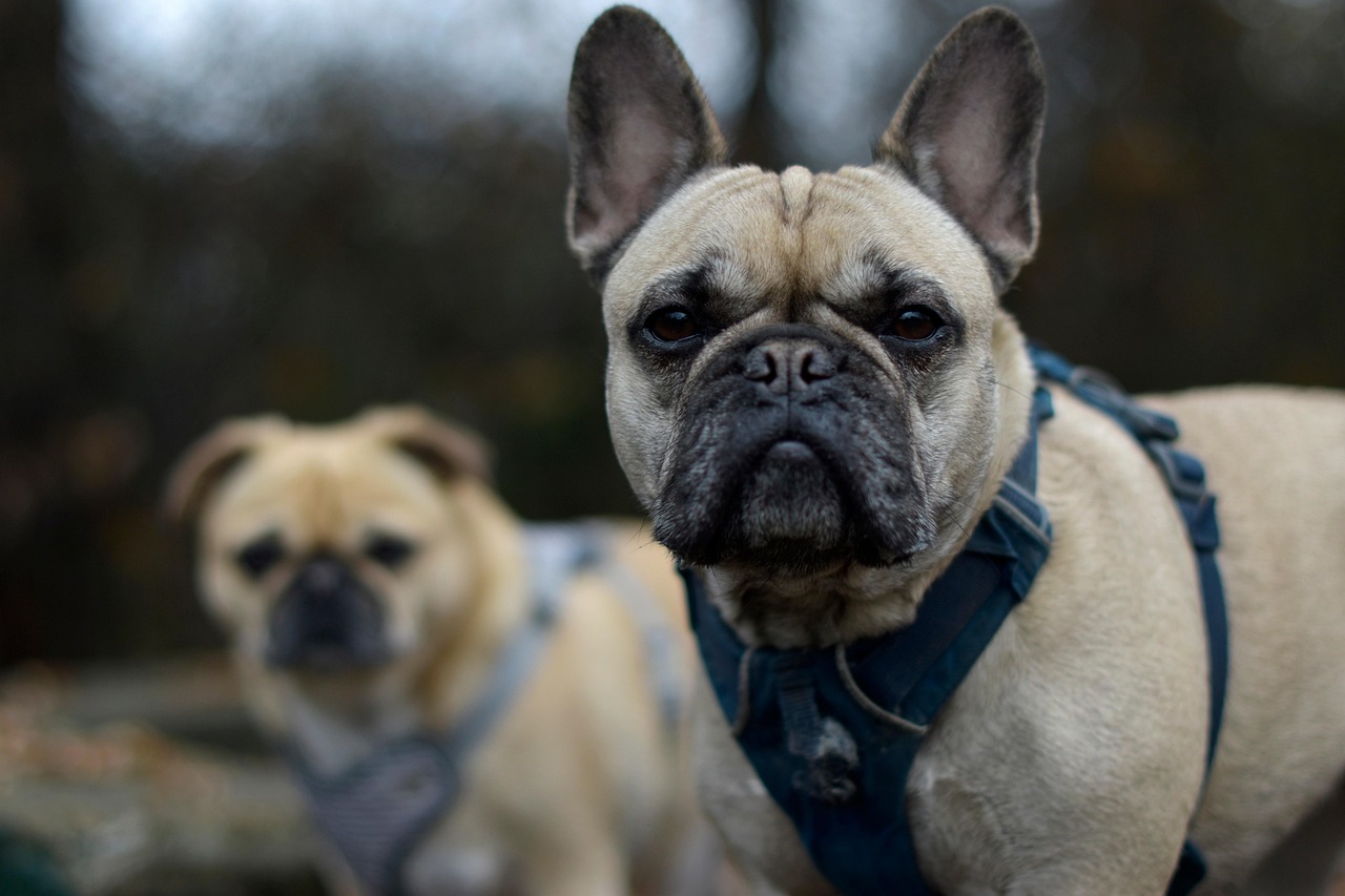 Advanced Dog Training – Image 1