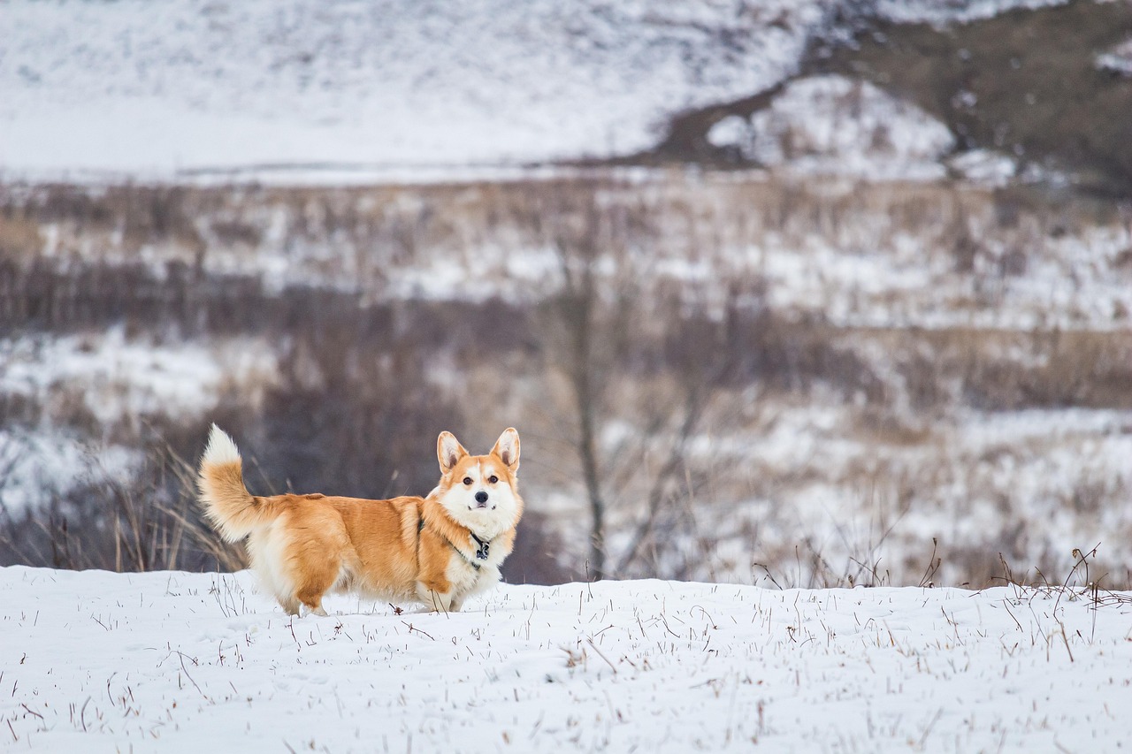 Dog Health & Nutrition – Image 3