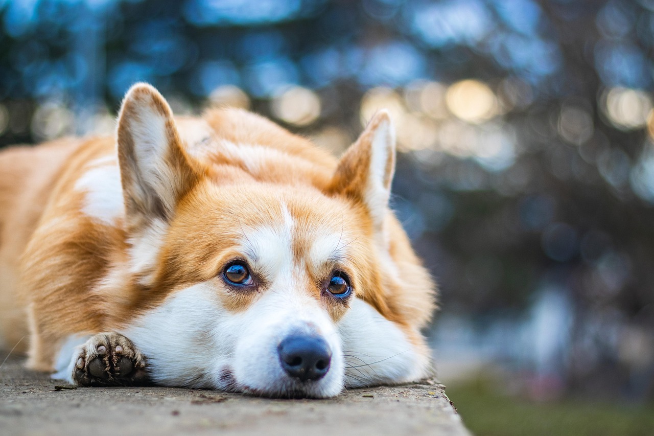 Advanced Dog Training – Image 3