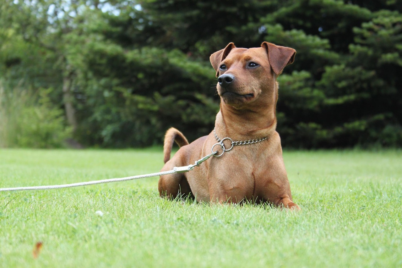 Dog Health & Nutrition – Image 4