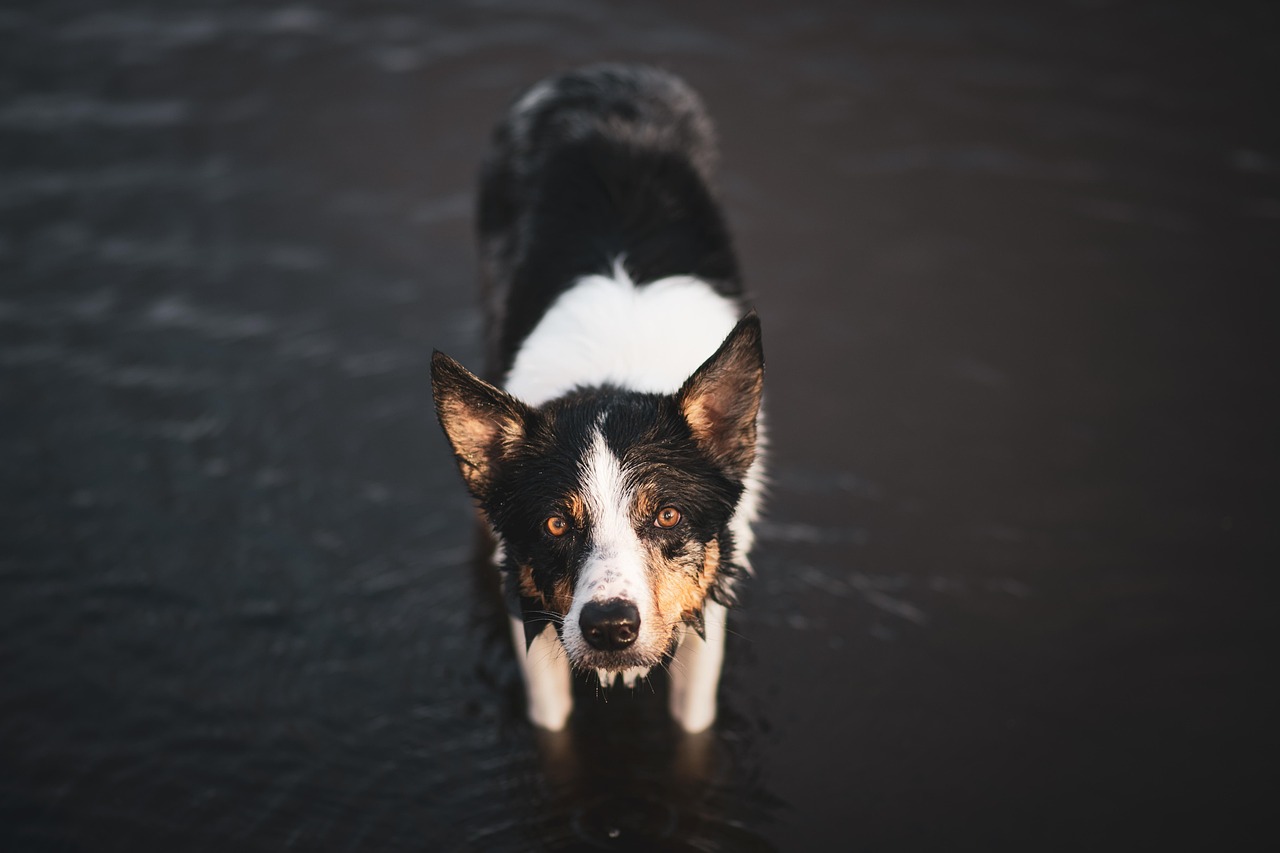 Behavioral Dog Training – Image 3