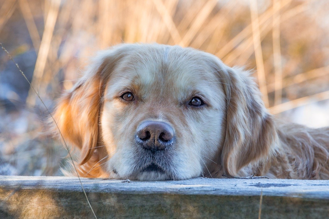Advanced Dog Training – Image 3