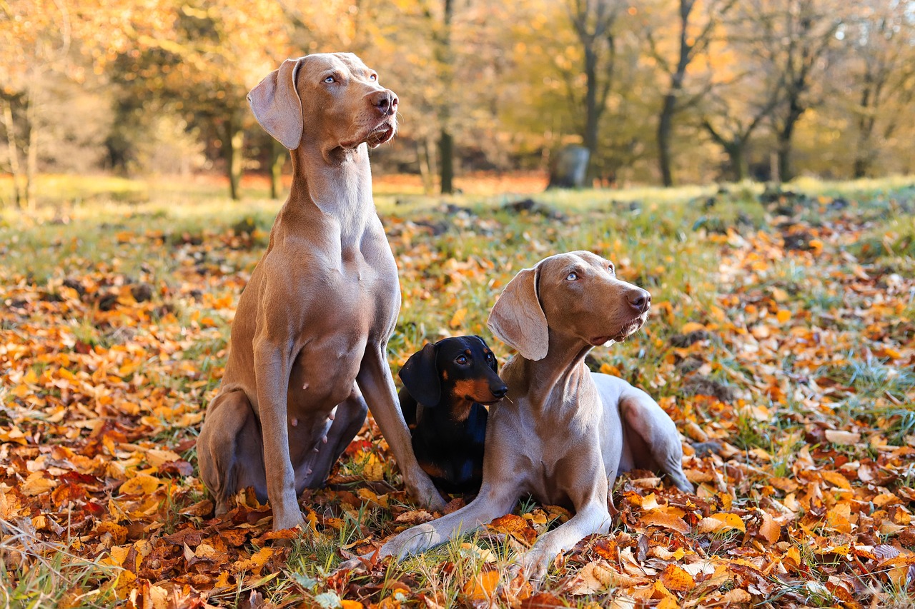 Puppy Training – Image 2
