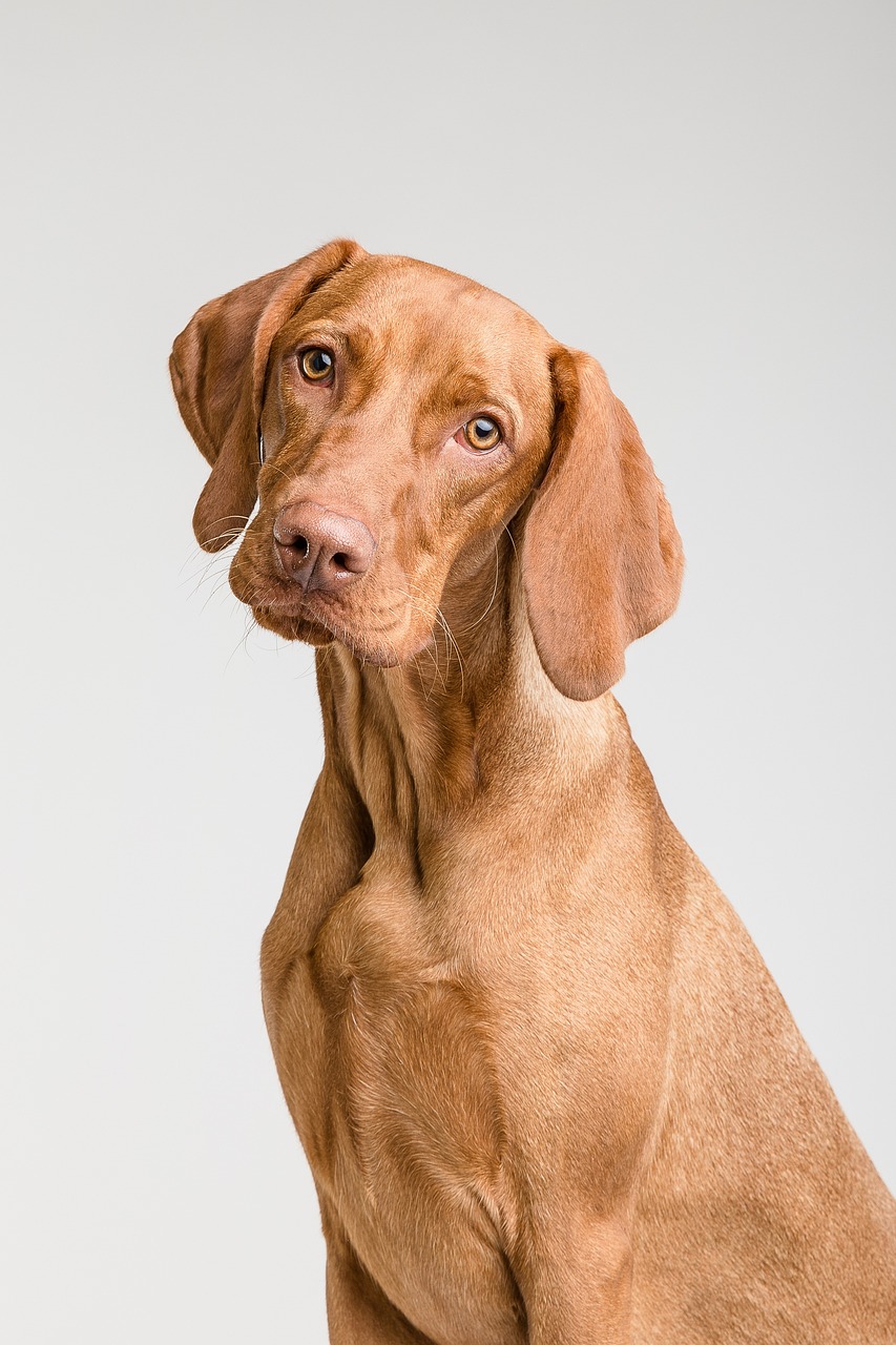 Dog Health & Nutrition – Image 4