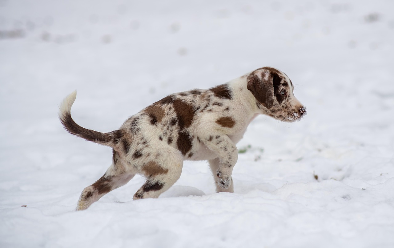 Behavioral Dog Training – Image 4