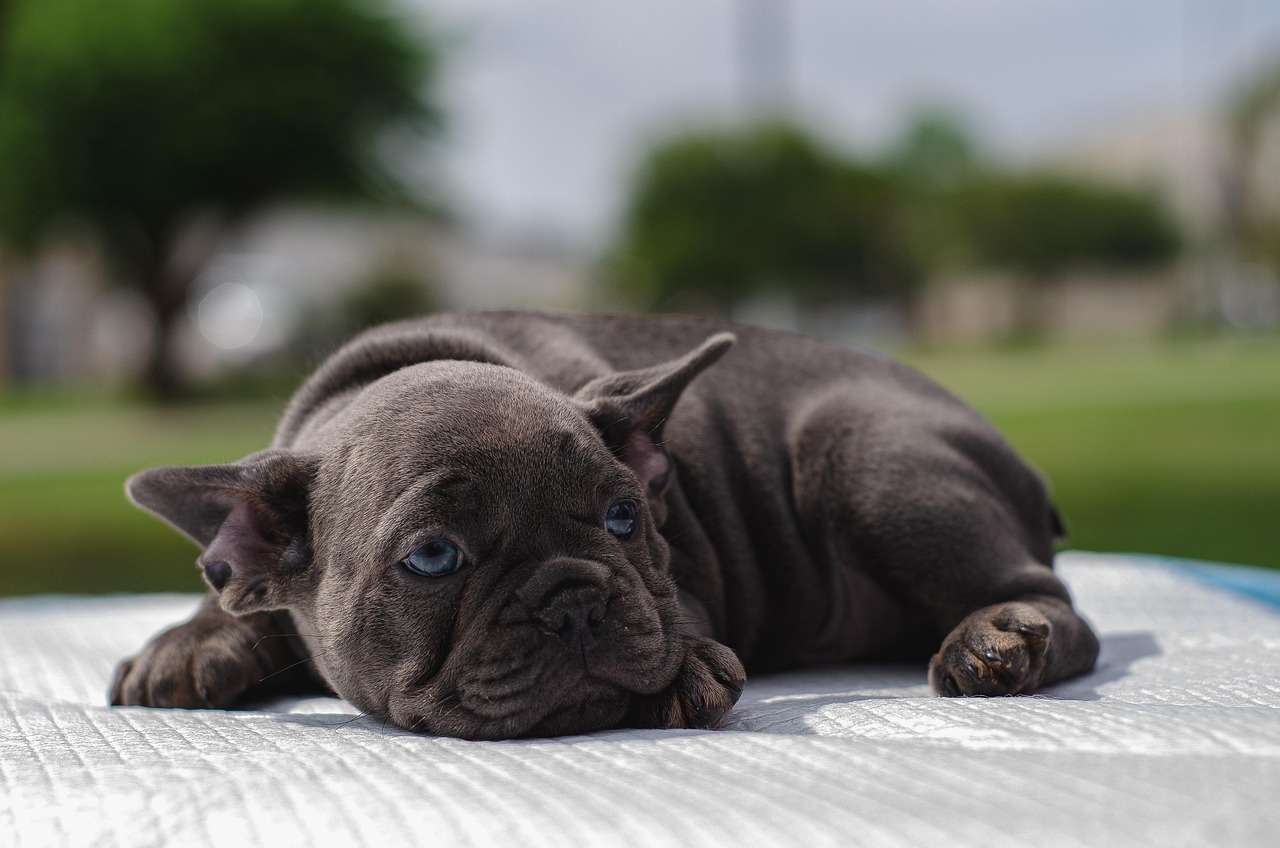 Puppy Training – Image 1