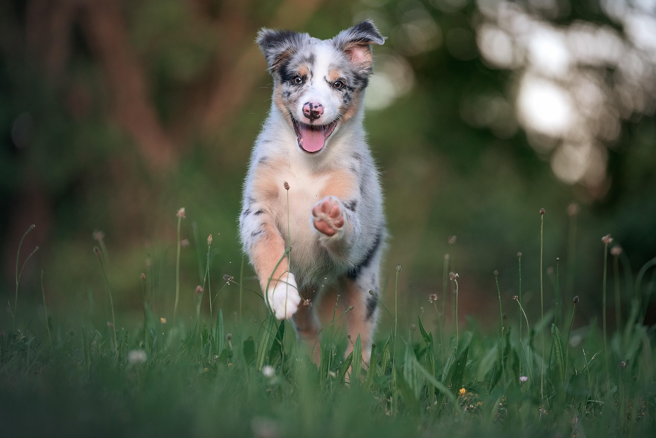 Puppy Training – Image 3