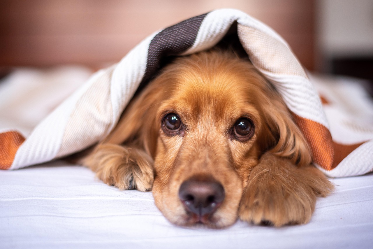 Behavioral Dog Training – Image 3