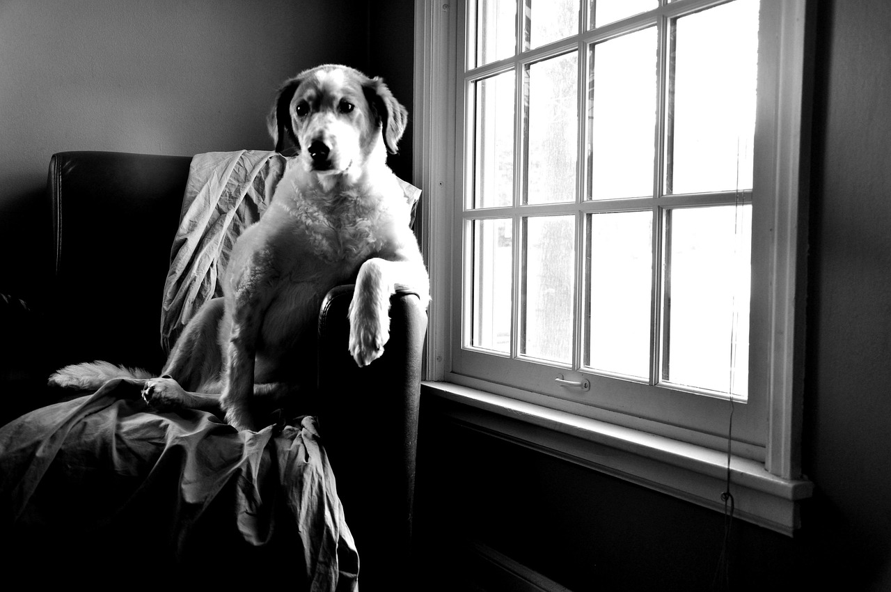 Dog Health & Nutrition – Image 3
