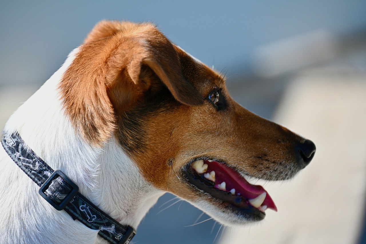 Dog Health & Nutrition – Image 2