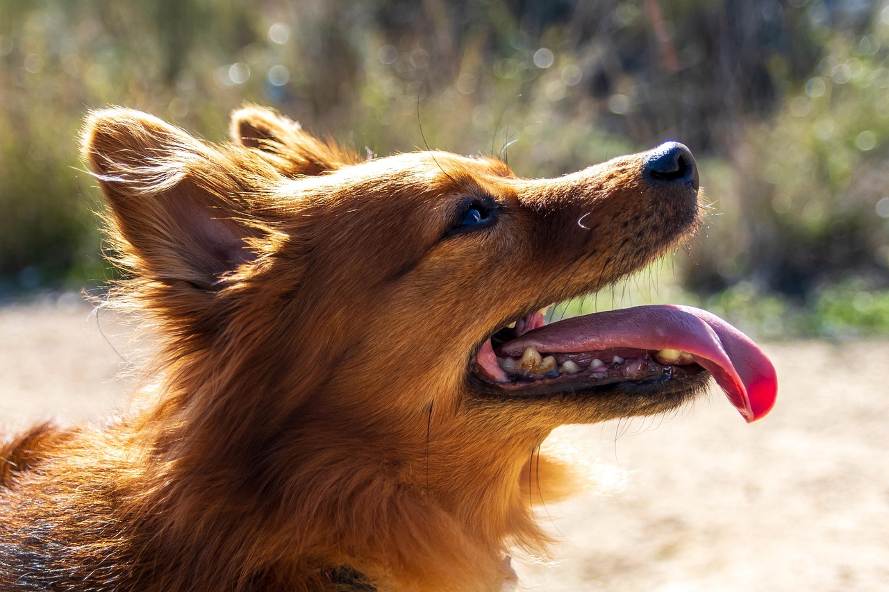Behavioral Dog Training – Image 2