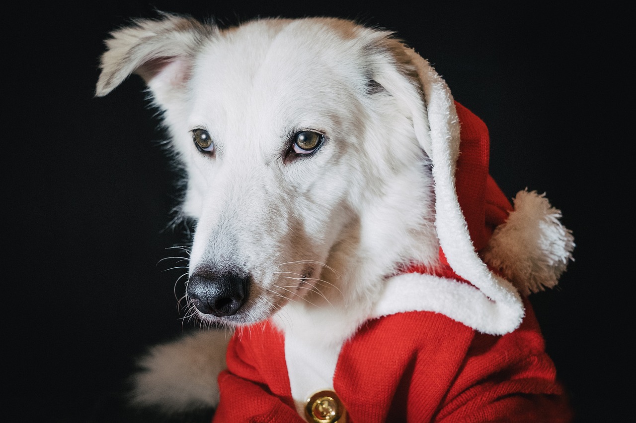 Dog Health & Nutrition – Image 3