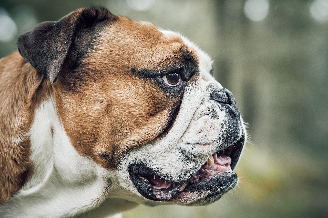 Advanced Dog Training – Image 3