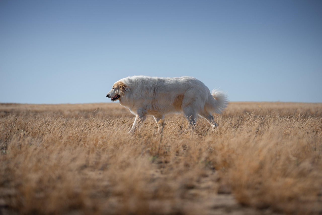 Advanced Dog Training – Image 1