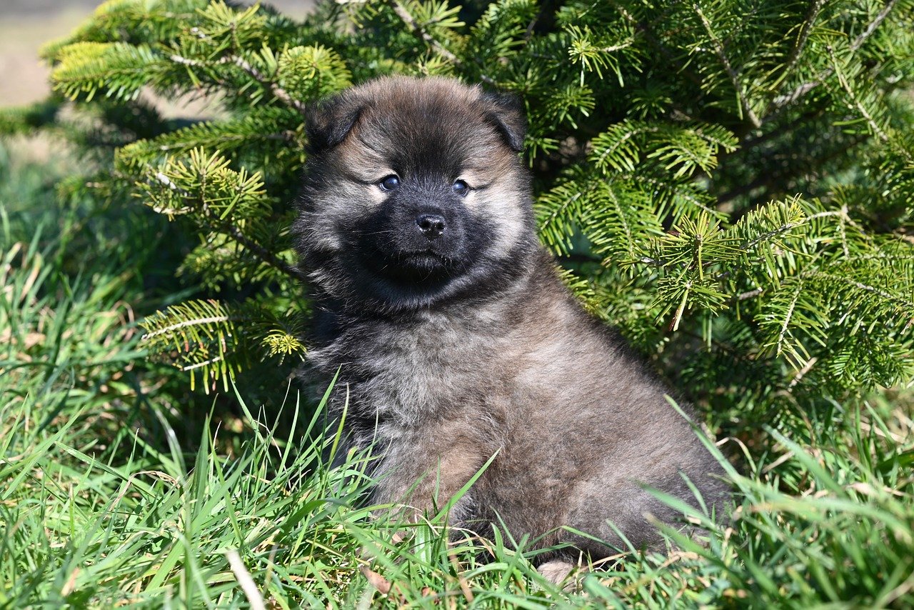 Behavioral Dog Training – Image 1