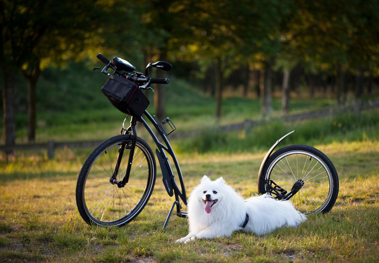 Puppy Training – Image 4
