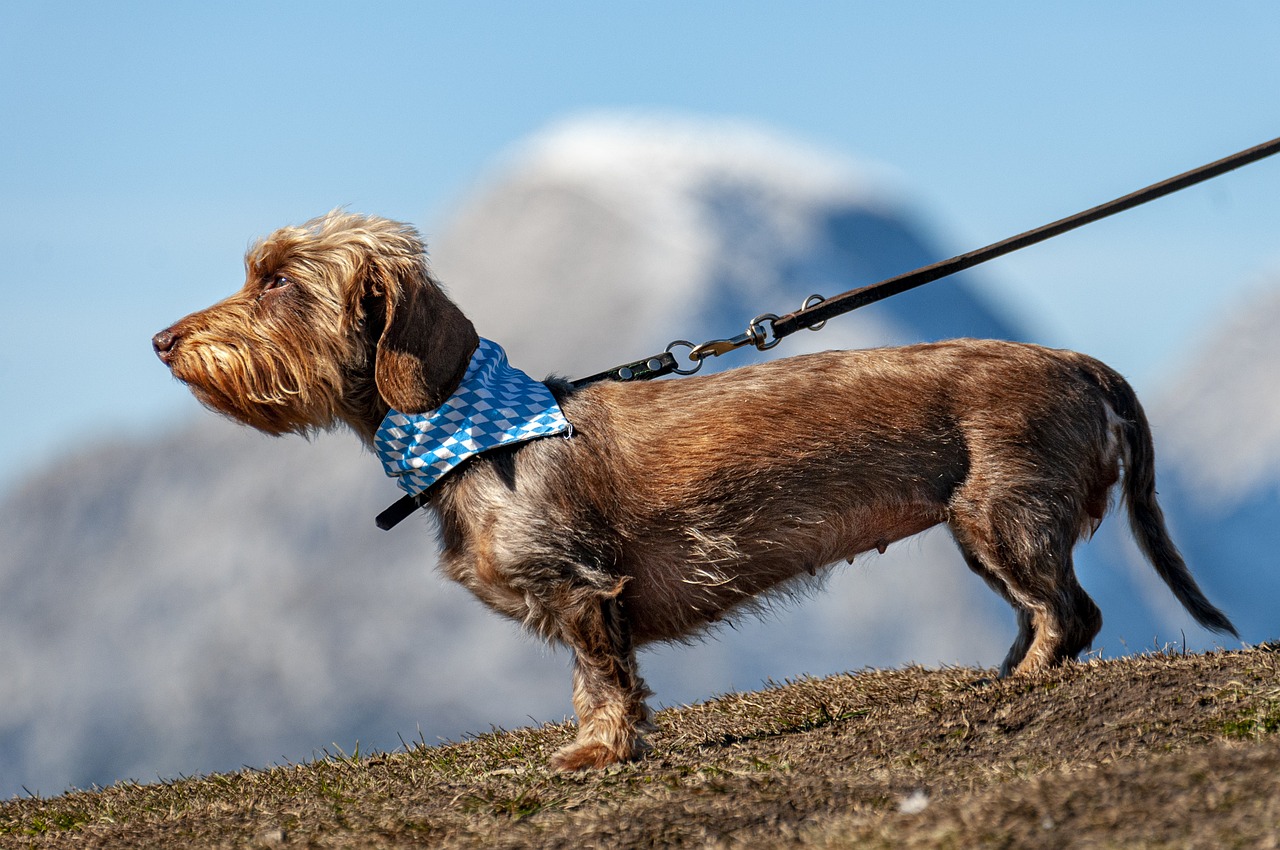 Behavioral Dog Training – Image 1