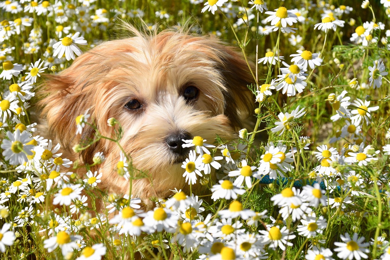 Advanced Dog Training – Image 1