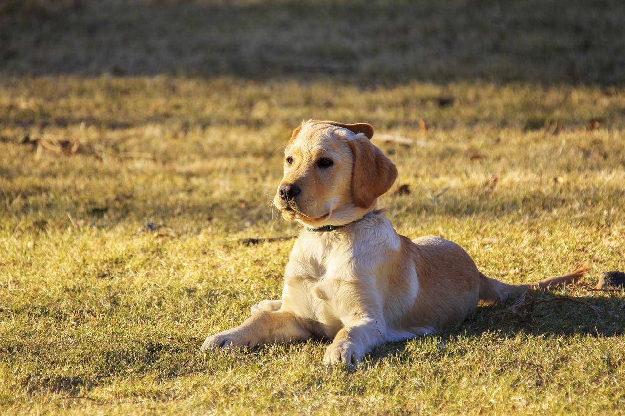 Advanced Dog Training – Image 2