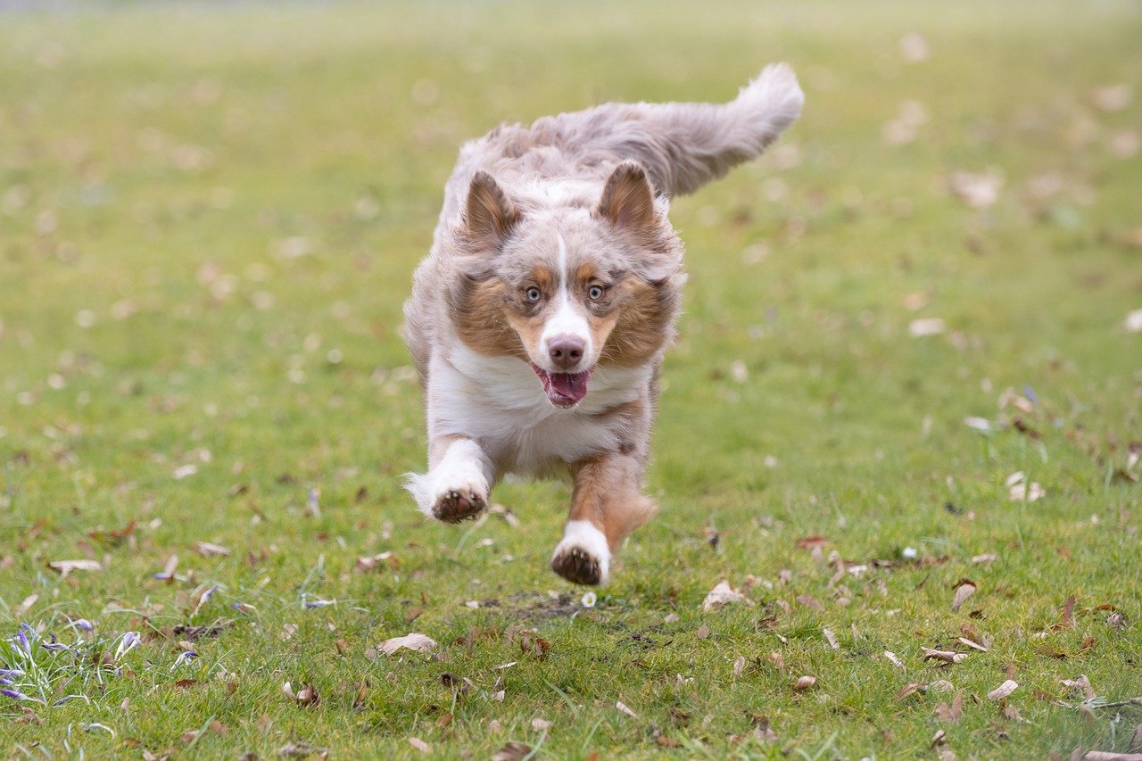 Behavioral Dog Training – Image 2