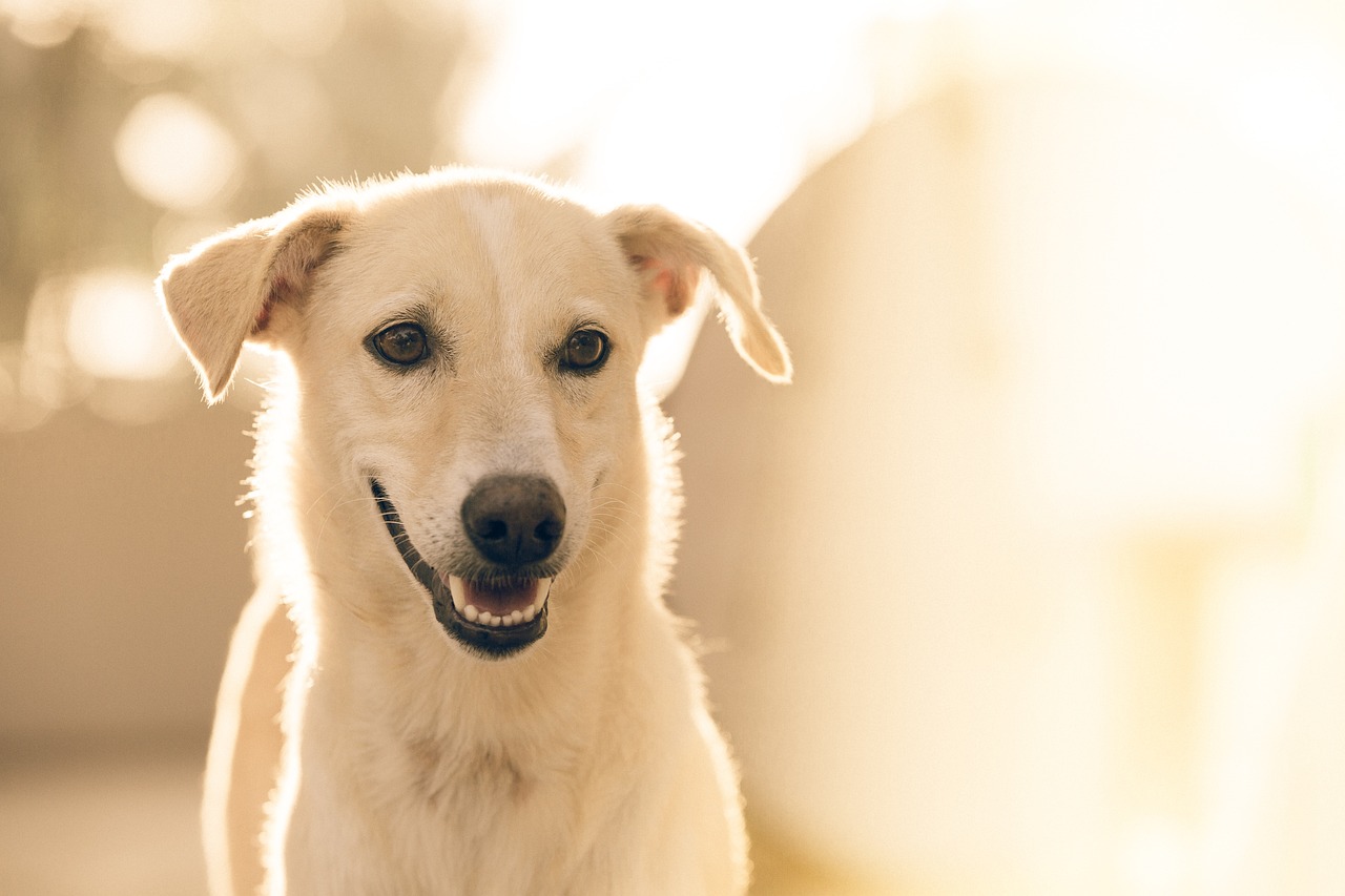 Dog Health & Nutrition – Image 3