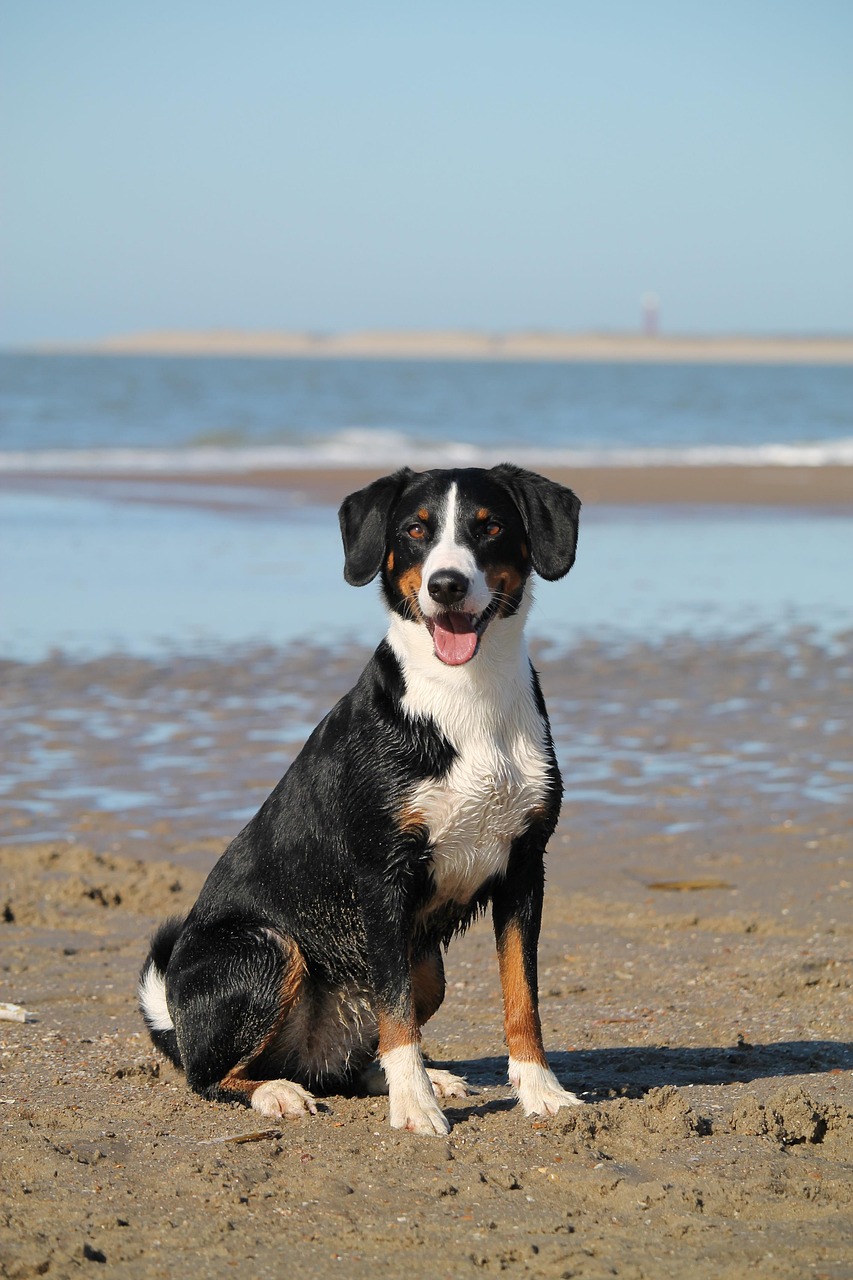 Dog Health & Nutrition – Image 4