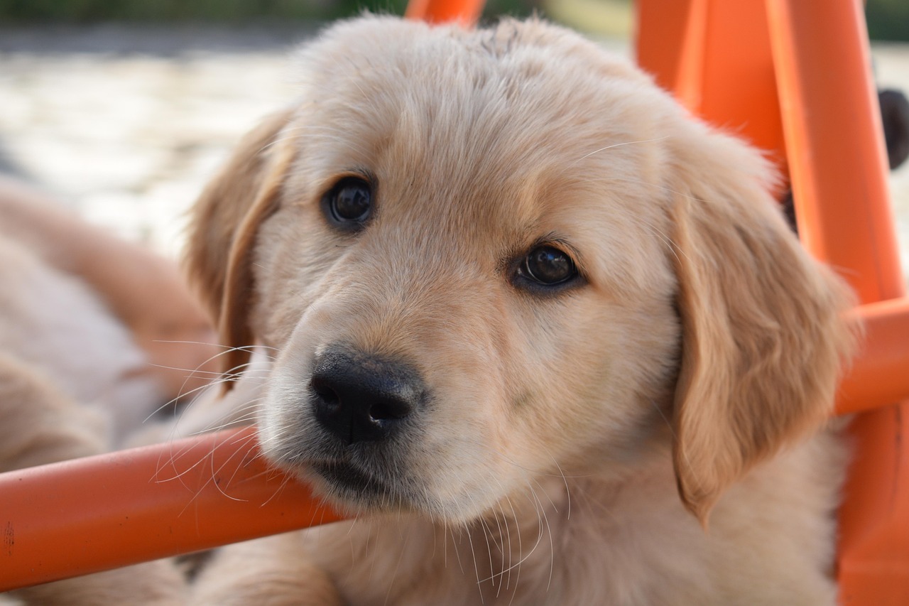 Puppy Training – Image 1