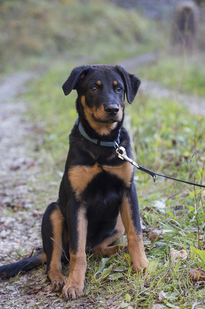 Dog Health & Nutrition – Image 4