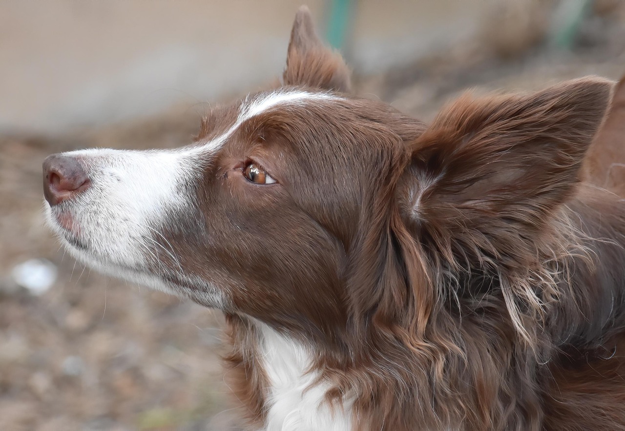 Behavioral Dog Training – Image 3